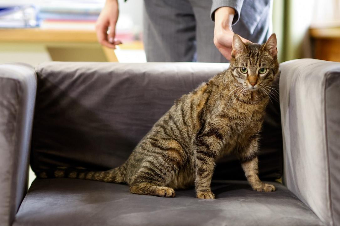 Ministerul Mediului adoptă o pisică salvată, Leia, pentru a promova adopția responsabilă București – Ministerul Mediului din România a adoptat o pisică salvată, Leia, într-o inițiativă menită să promoveze adopția responsabilă a animalelor și bunăstarea acestora