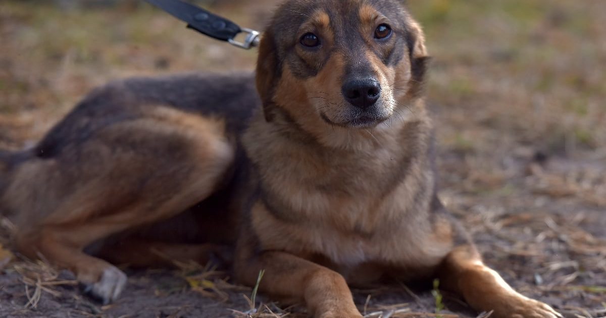 Dresor filmat în timp ce agresează un câine