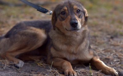 Dresor filmat în timp ce agresează un câine