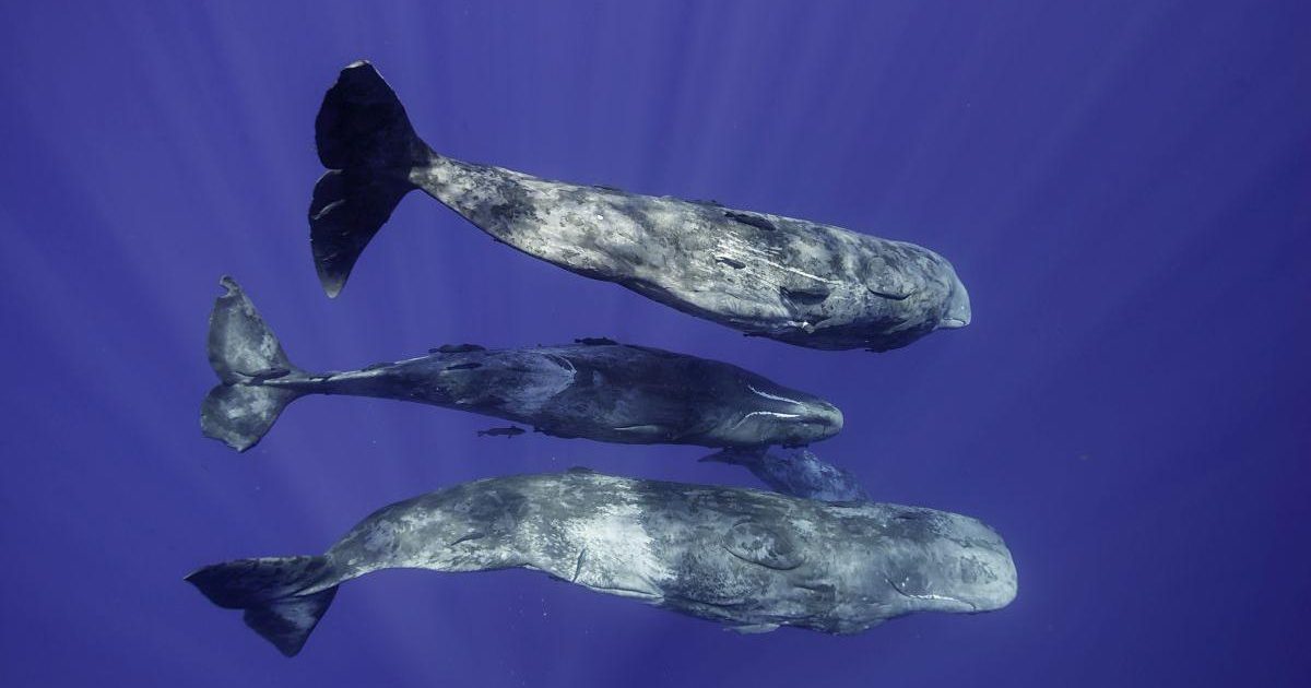 Cașaloții: Cercetătorii au descifrat „dialectul” marin, uimitor de complex