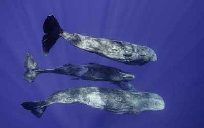 Cașaloții: Cercetătorii au descifrat „dialectul” marin, uimitor de complex