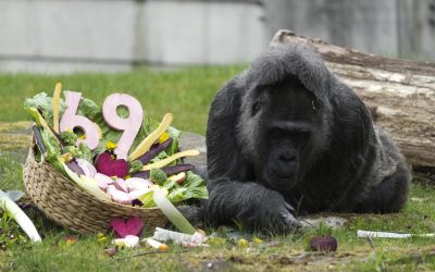 Berlin: Cel mai bătrân gorilă din lume, aniversare la Zoo