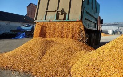 Traderii români de cereale, în 2025: Agropec Dionis, ascensiune fulminantă
