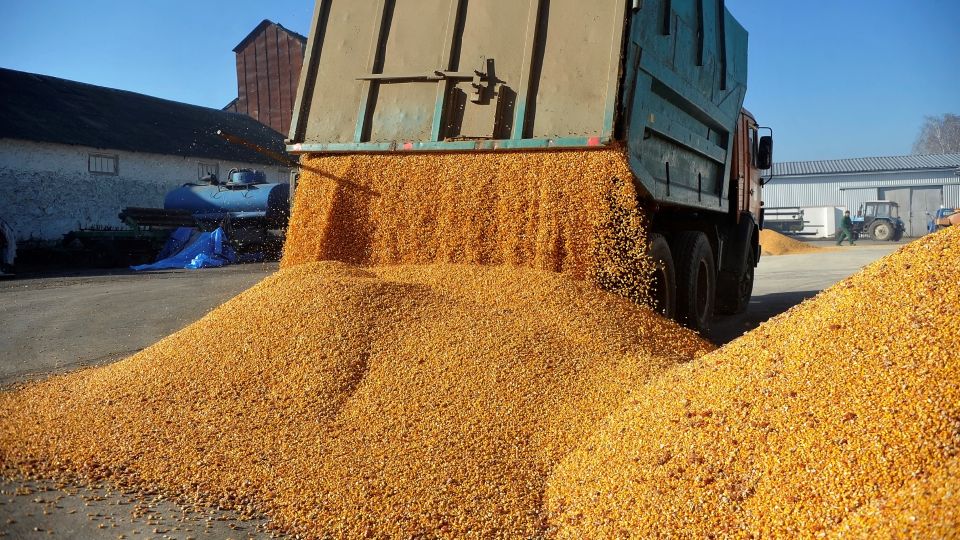 Traderii români de cereale, în 2025: Agropec Dionis, ascensiune fulminantă