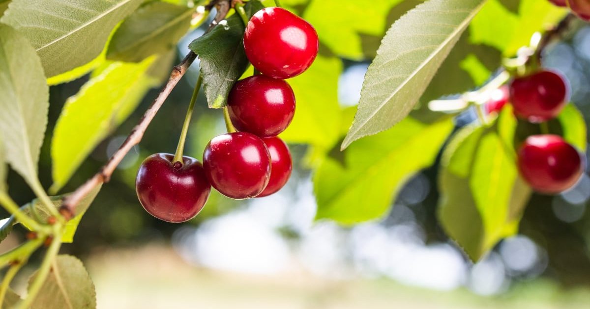 Cireșele, mai ieftine în 2026? Prețul pe kilogram, dezvăluit chiar acum!