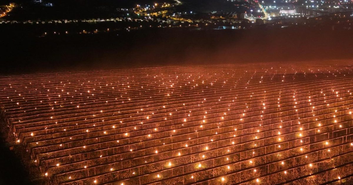 Agricultor din România, falimentat peste noapte: 40.000 de euro „arși” la cireșe