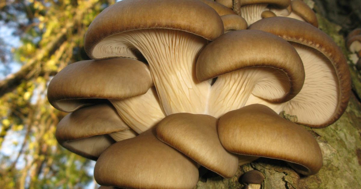 Aplicații AI în agricultură: Proiectul Mushnomics, o revoluție?