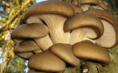 Aplicații AI în agricultură: Proiectul Mushnomics, o revoluție?