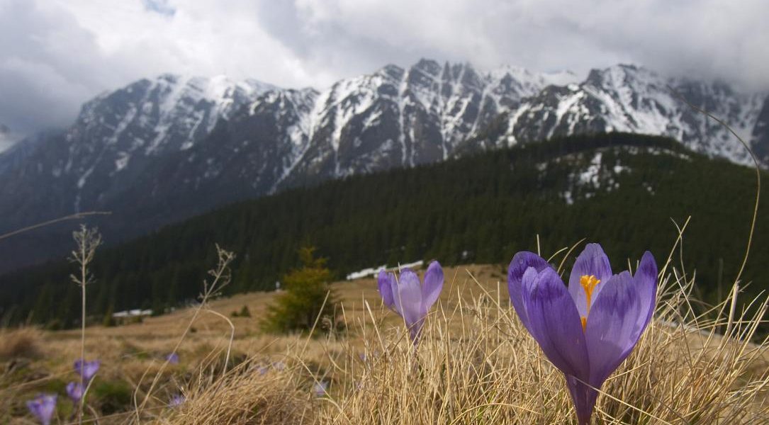 Ger năprasnic în România de paște