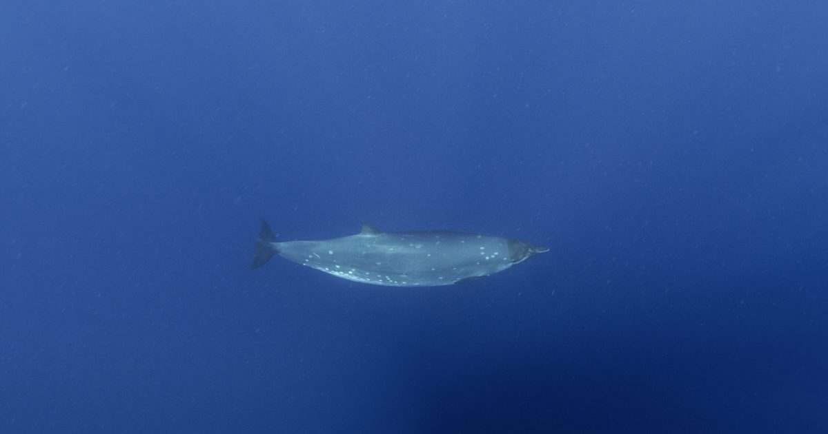 Creatură misterioasă din adâncuri, după 150 de ani: Ce șoc a descoperit știința