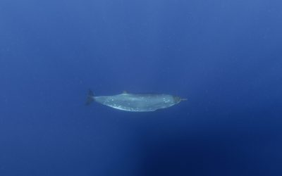 Creatură misterioasă din adâncuri, după 150 de ani: Ce șoc a descoperit știința