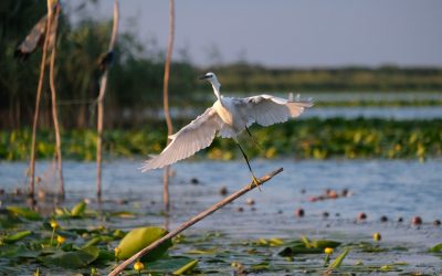 Bulete, revocat de la ARBDD: Scandal la conducerea Deltei Dunării