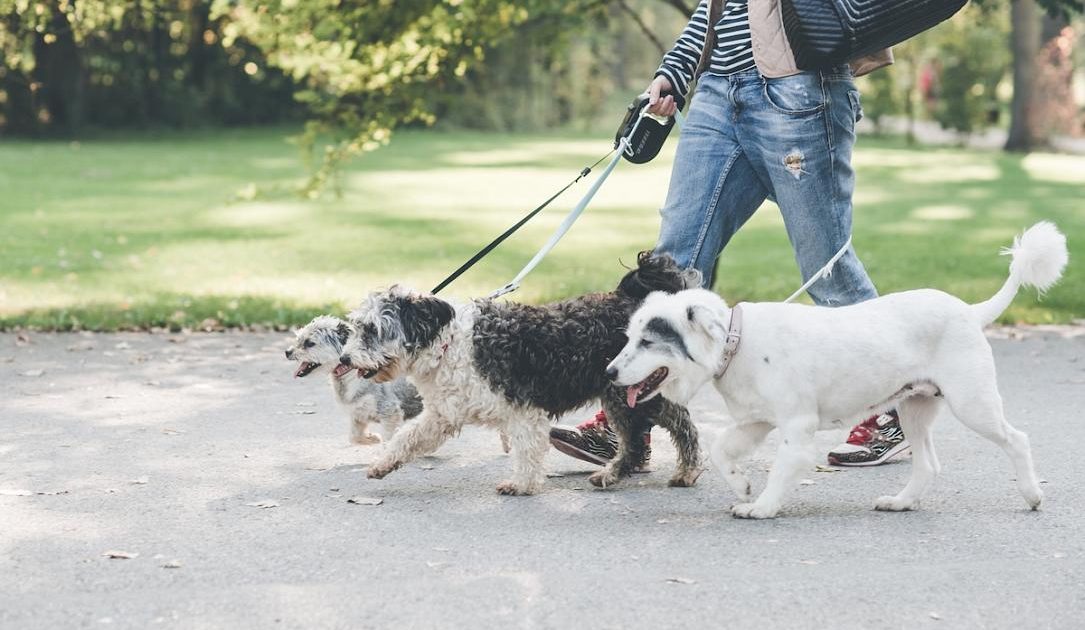 Sterilizare GRATUITĂ și cipire pentru maidanezi în București