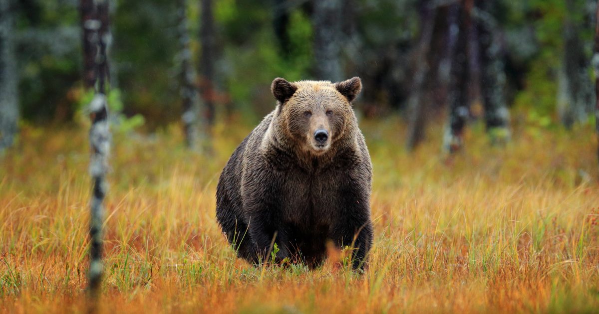 Urșii, VÂNAȚI la dublu în România: Câți vor cădea în 2026? Decizie controversată