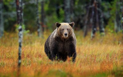 Urșii, VÂNAȚI la dublu în România: Câți vor cădea în 2026? Decizie controversată