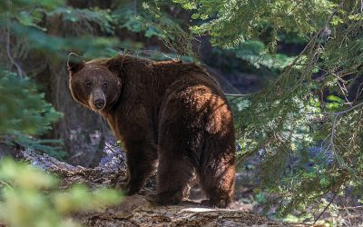 Urșii, tot mai des pe străzi în timp ce preoții cer deplasări zgomotoase la biserică!
