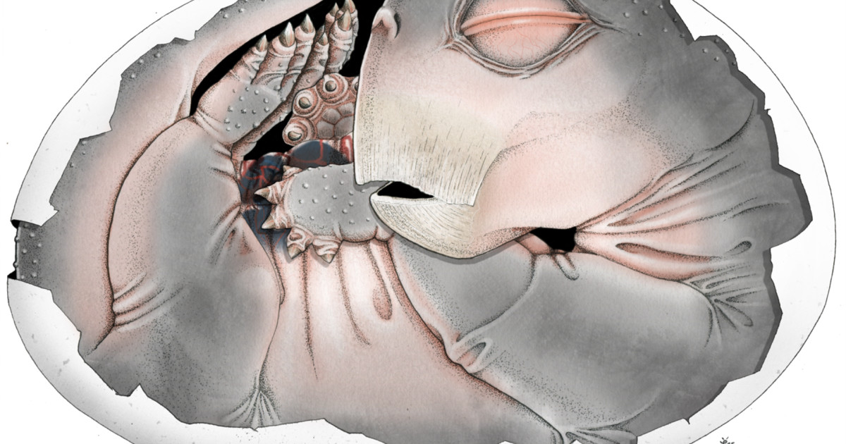 Strămoșii mamiferelor, surpriză! Depuneau ouă, dezvăluie un supermicroscop