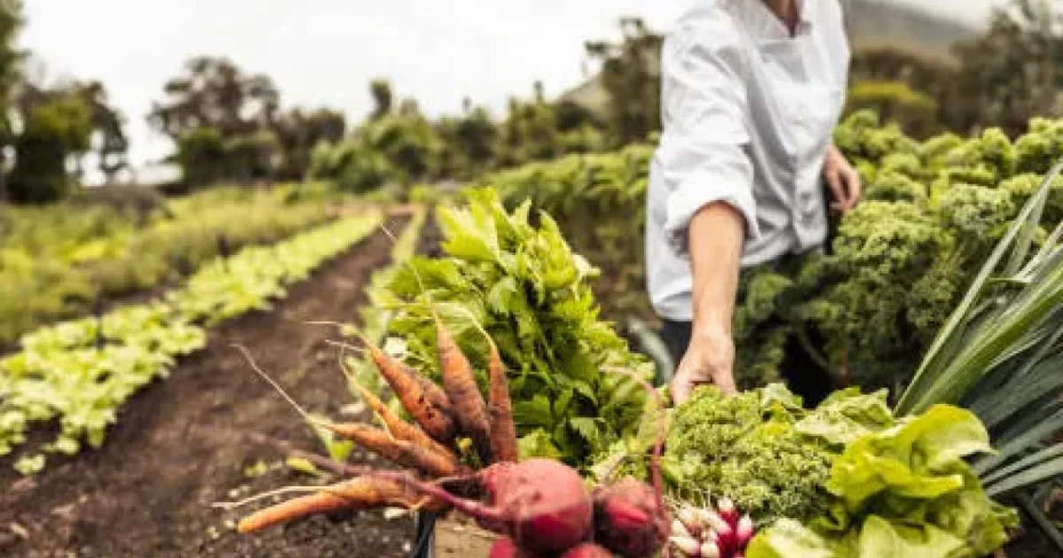 România, record după 10 ani: Excedent la exportul de fructe și legume