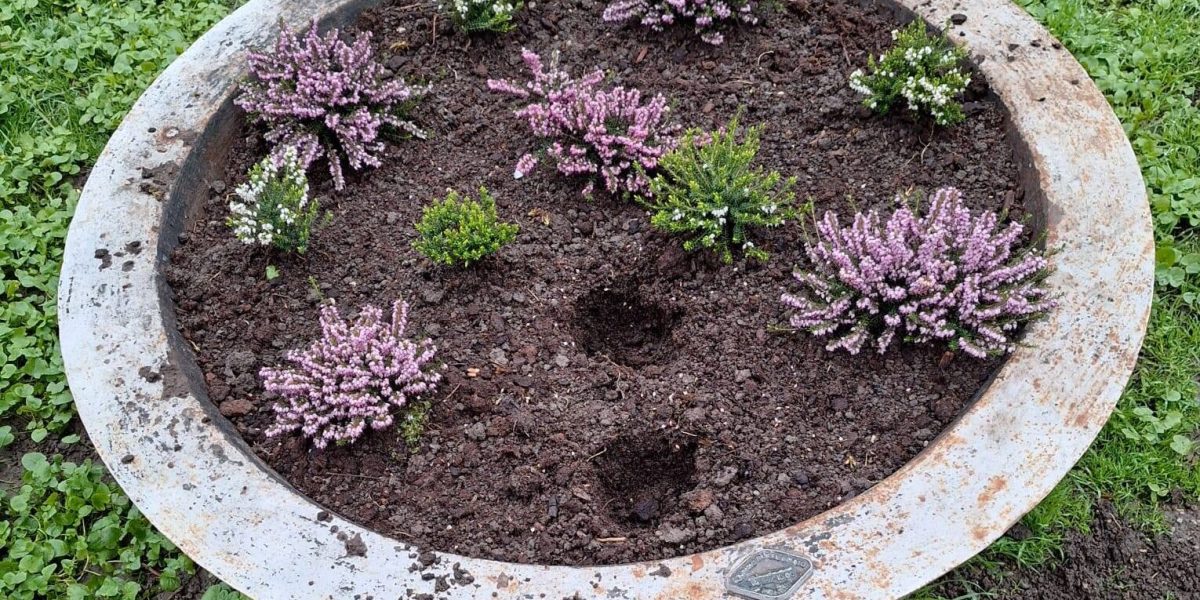 flori-furate-din-jardiniera-parcul-cismigiu-e1775294368634.jpg - NewsFactor