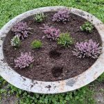 flori-furate-din-jardiniera-parcul-cismigiu-e1775294368634.jpg - NewsFactor