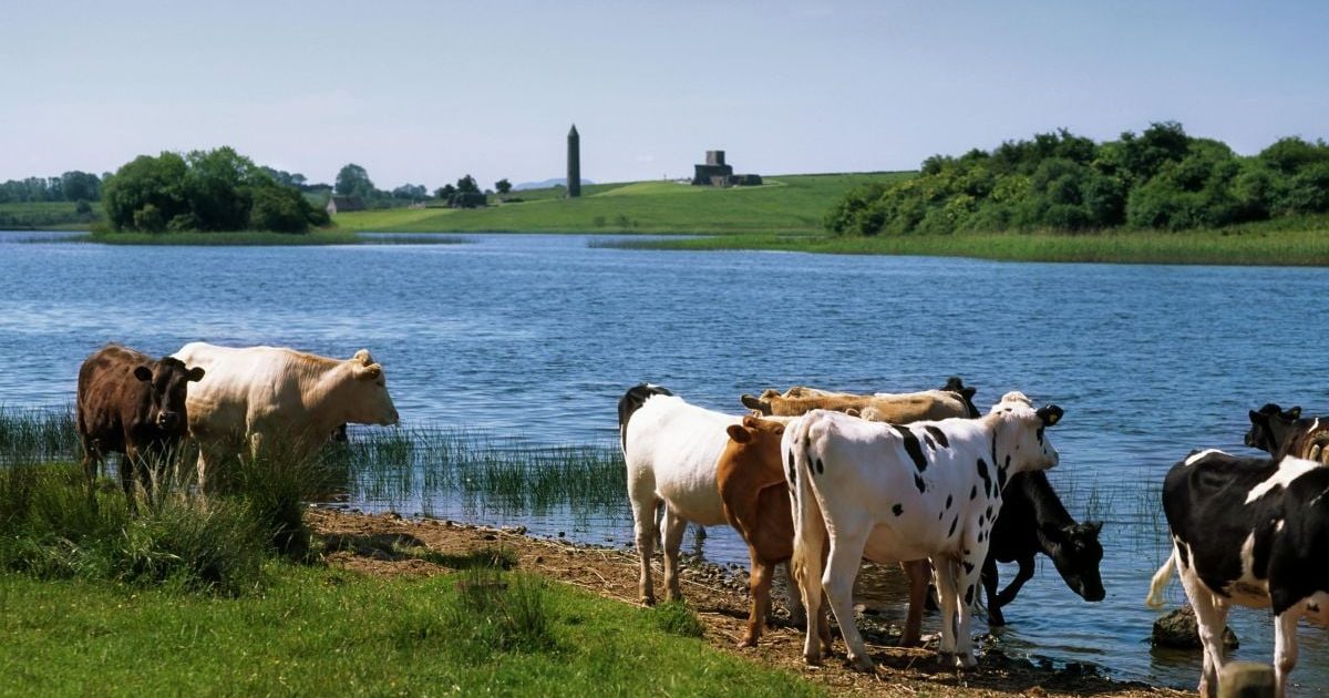 Lapte la preț de nimic: Fermierii trimit 1.500 de animale la abator în România