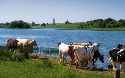 Lapte la preț de nimic: Fermierii trimit 1.500 de animale la abator în România