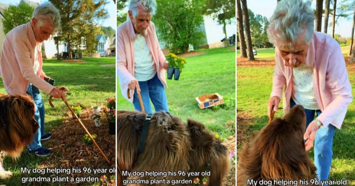 Bătrânica de 96 de ani și companionul canin: Grădinărit spectaculos