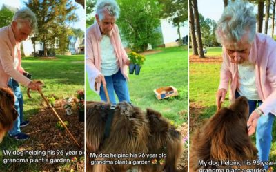 Bătrânica de 96 de ani și companionul canin: Grădinărit spectaculos