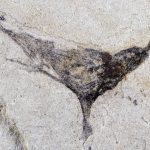 China: Uimitoare creaturi au populat planeta înainte de explozia cambriană