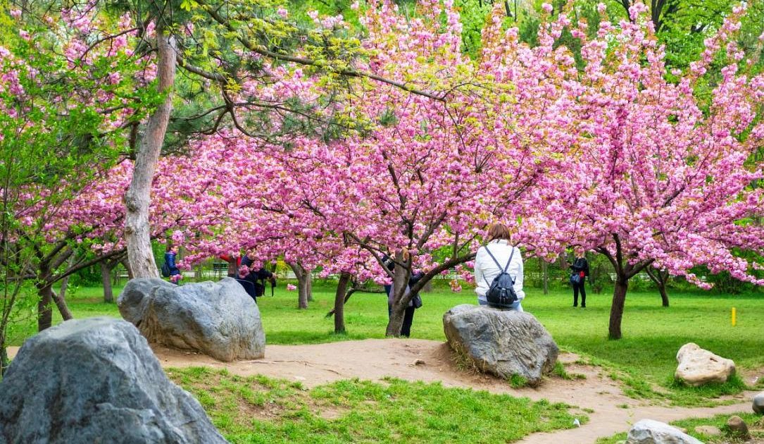 Hanami în București: Parcul Regele Mihai I, explozie de flori de cireș