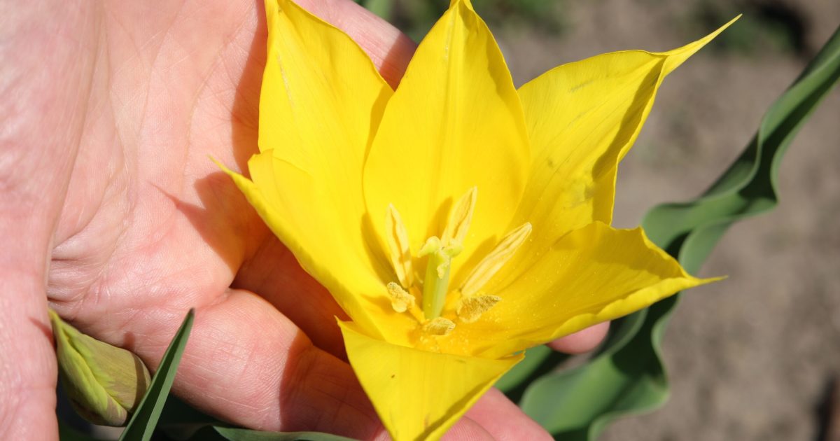 Floarea rară de la Cazanele Dunării, tot mai des văzută în România