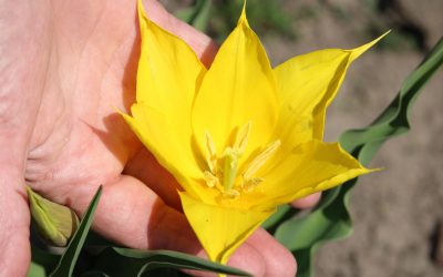 Floarea rară de la Cazanele Dunării, tot mai des văzută în România