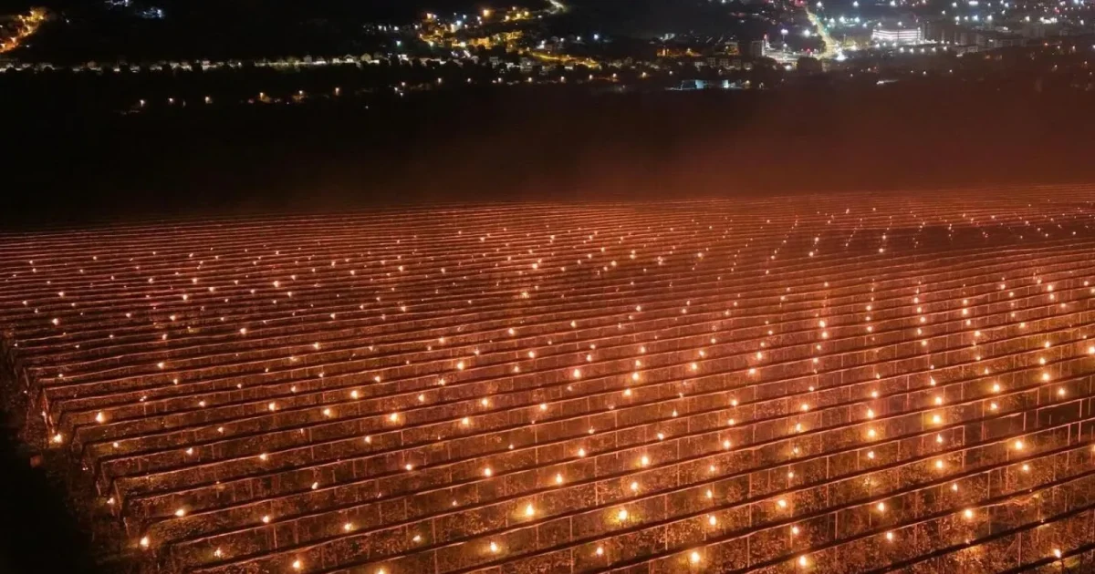 A dat foc la 40.000 de euro ca să-și salveze recolta: Povestea din Cluj