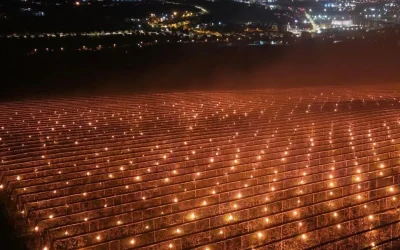 A dat foc la 40.000 de euro ca să-și salveze recolta: Povestea din Cluj