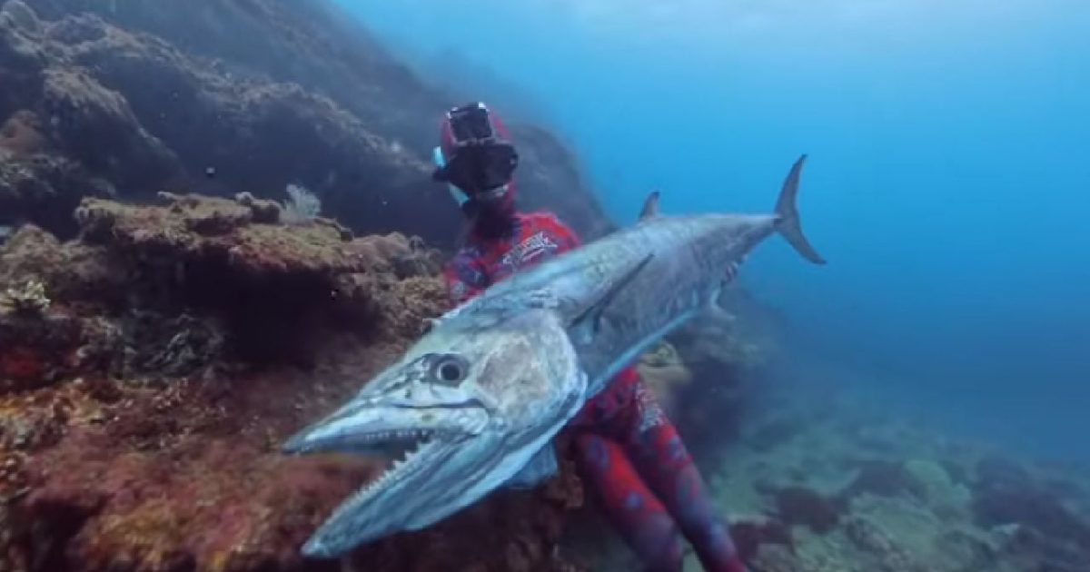 Macrou UCIGAȘ în Australia: Un pescar, mort după ce peștele a sărit din apă