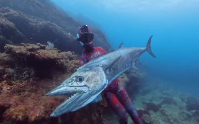 Macrou UCIGAȘ în Australia: Un pescar, mort după ce peștele a sărit din apă