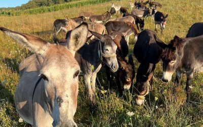 Inflație RECORD în Argentina: Argentinienii mănâncă măgar. Milei, despre reforme epocale