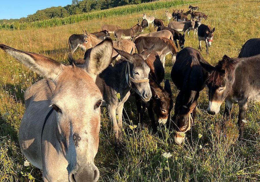 Inflație RECORD în Argentina: Argentinienii mănâncă măgar. Milei, despre reforme epocale