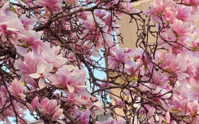 Prognoza ANM: Vremea ne joacă feste în România, până pe 26 aprilie