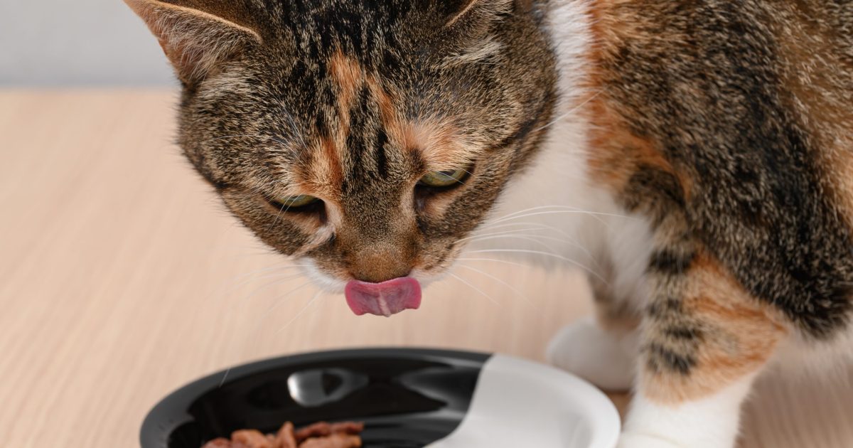 Bucătăria felinei: De ce e bine să reîncălzești mâncarea pisicii