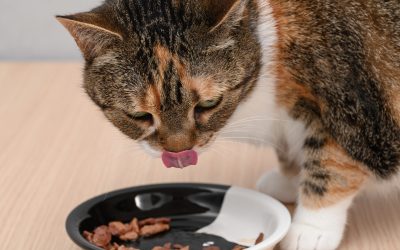 Bucătăria felinei: De ce e bine să reîncălzești mâncarea pisicii