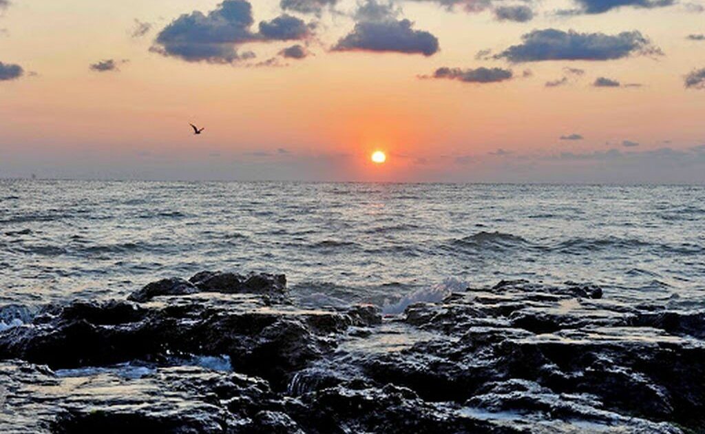 Virus MORTAL din fructele de mare: Boala cronică a lovit oameni