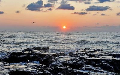 Virus MORTAL din fructele de mare: Boala cronică a lovit oameni