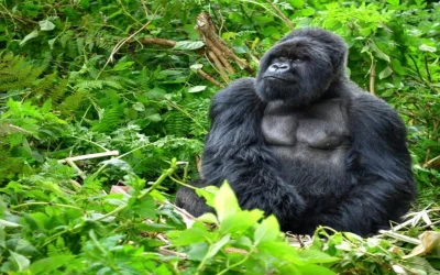 Fatou, gorila record de vârstă, sărbătorită la Zoo Berlin