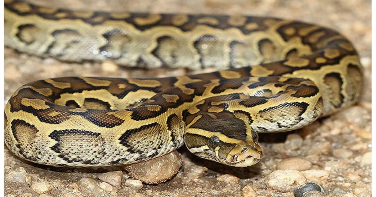 ȘARPE uriaș de doi metri, găsit într-o gospodărie din Galați