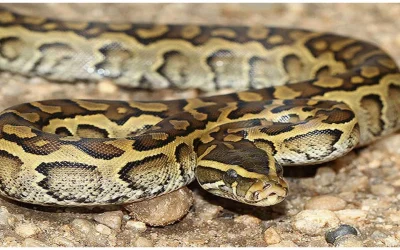 ȘARPE uriaș de doi metri, găsit într-o gospodărie din Galați