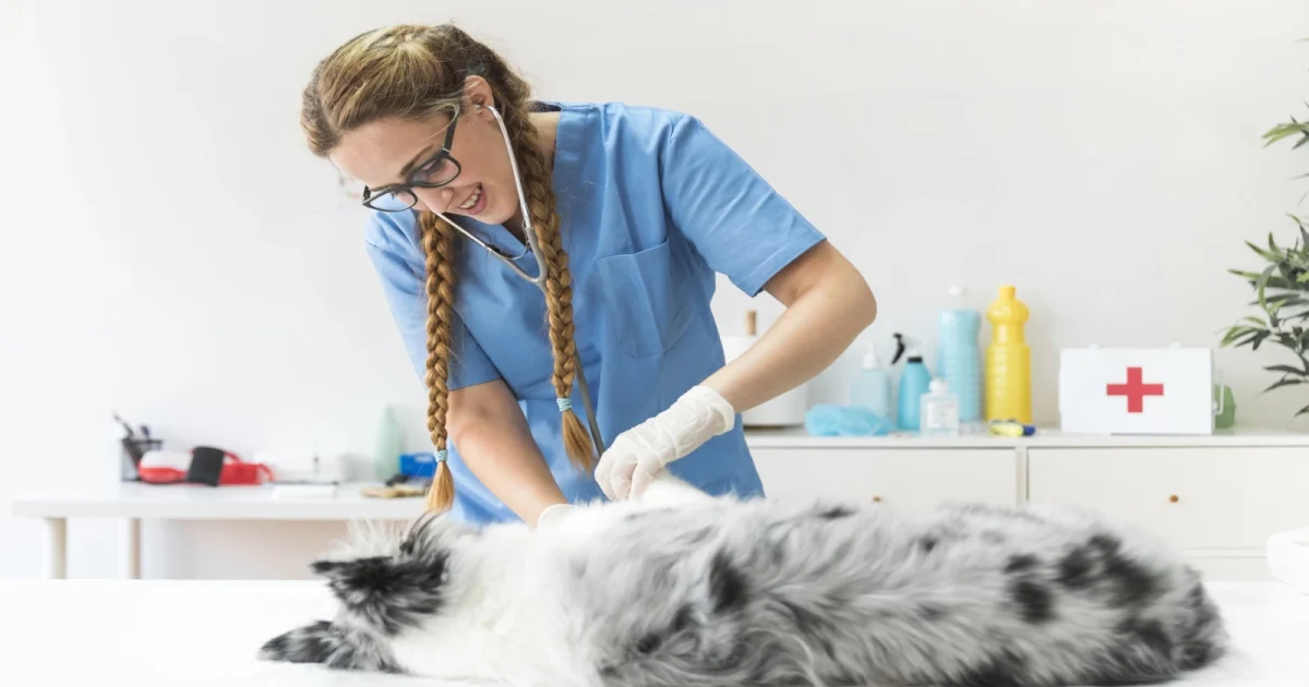 Un spital din PARIS tratează animale sălbatice fără contact: Detalii uluitoare