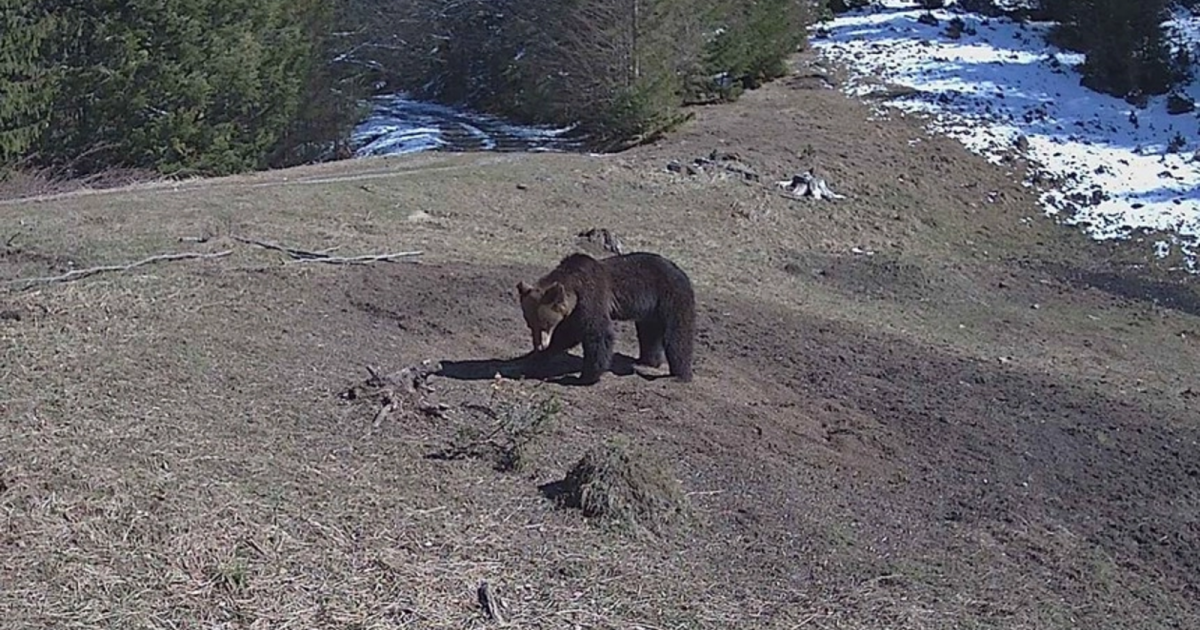 Pui de urs, găsit la Cavnic: Jandarii Montani au intervenit pentru relocare