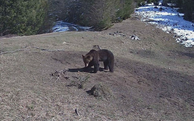 Pui de urs, găsit la Cavnic: Jandarii Montani au intervenit pentru relocare