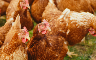 Exporturile României, explozie RECORD! Cea mai mare creștere din ultimii ani